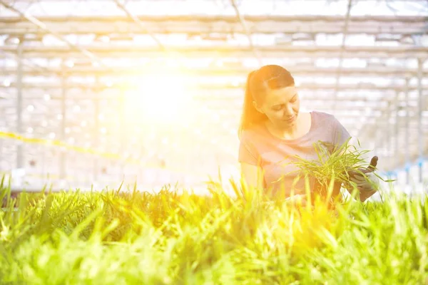 Bitki yetiştirme odasında bitki tohumlarını inceleyen kadın botanikçi.