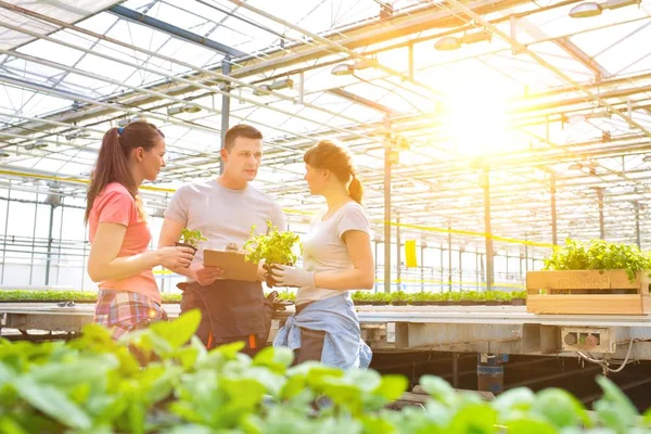 Botanists Discussing While Standing Amidst Seedlings Greenhouse — Stock Photo, Image