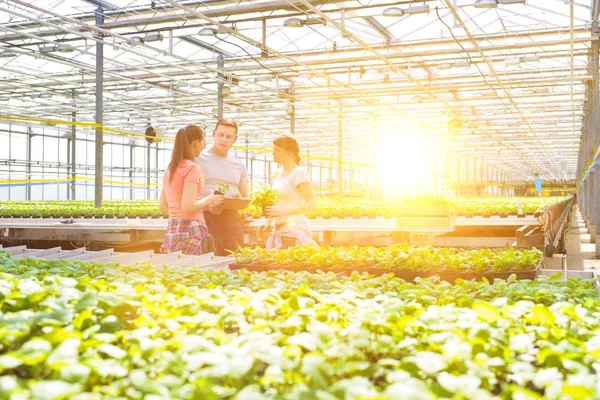 Botánicos Discutiendo Mientras Están Medio Plántulas Invernadero — Foto de Stock