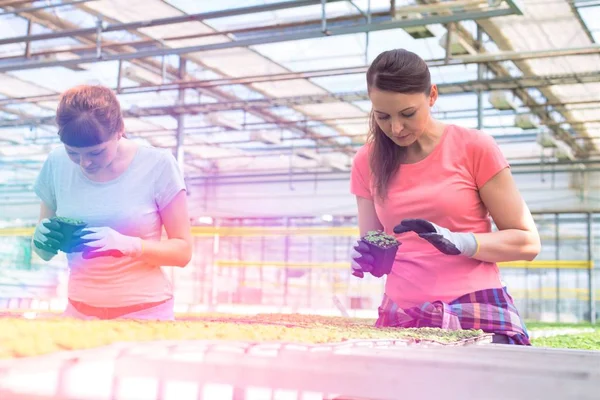 Kadın botanikçiler ot fidan bitki Kreş incelenmesi