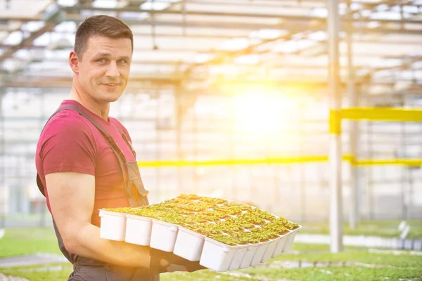 Knappe Mannelijke Botanici Dragen Planten Kas — Stockfoto