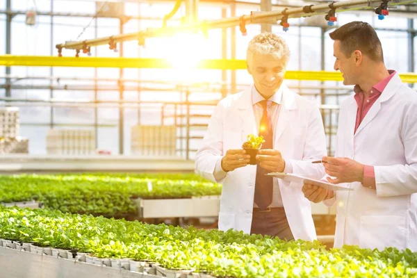 两名男性植物学家在苗圃的剪贴板上写作时检查草药 — 图库照片