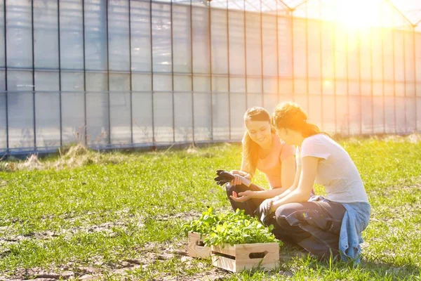 Smiling Female Botanists Squatting Wooden Crates Greenhouse — Stock Photo, Image