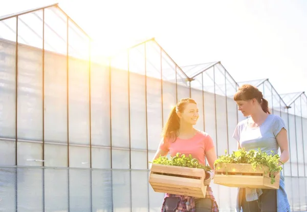 Smiling Female Botanists Carrying Plants Wooden Crates Greenhouse — Stock Photo, Image