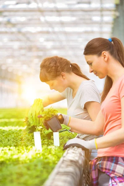 Vrouwelijke Botanici Onderzoeken Kruid Zaailingen Plant Kwekerij — Stockfoto
