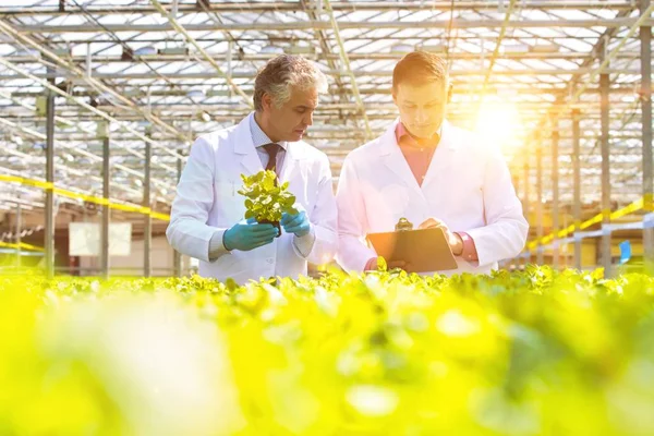 Scientifique Mâle Mature Confiant Examinant Les Herbes Tout Tenant Debout — Photo