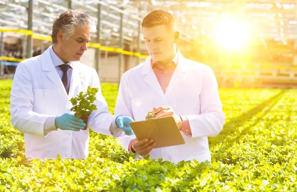 Cientista Masculino Maduro Confiante Examinando Ervas Enquanto Viveiro Plantas — Fotografia de Stock