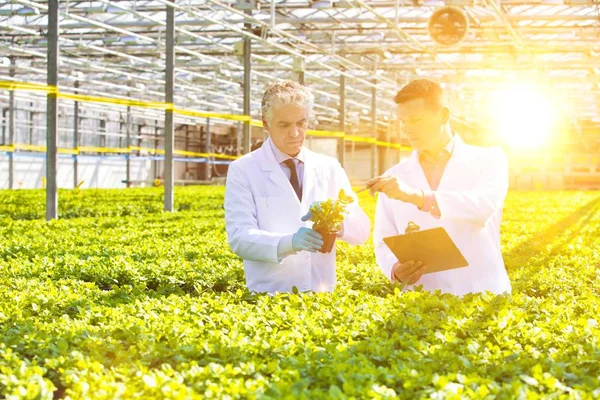 Bitki yetiştirme odasında dikilirken bitkileri inceleyen kendinden emin erkek bilim adamı.