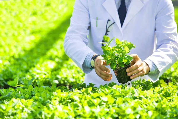 植物苗圃中检查草药的成熟男性植物学家 — 图库照片