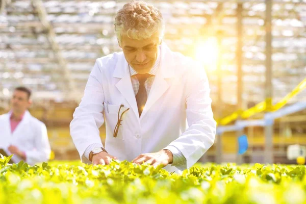 Cientista Masculino Maduro Confiante Examinando Ervas Enquanto Viveiro Plantas — Fotografia de Stock