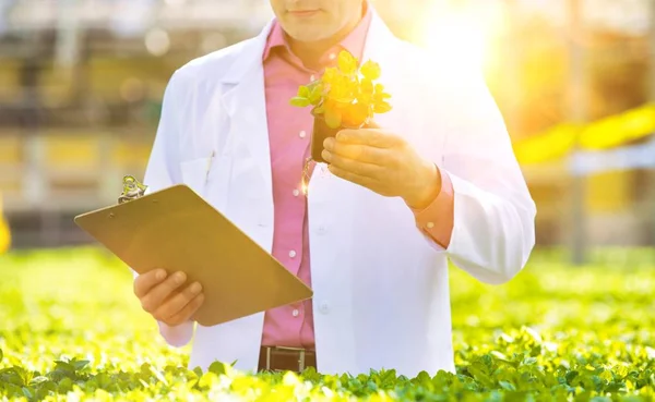 Confident Male Scientist Examining Herb Greenhouse — Stock Photo, Image