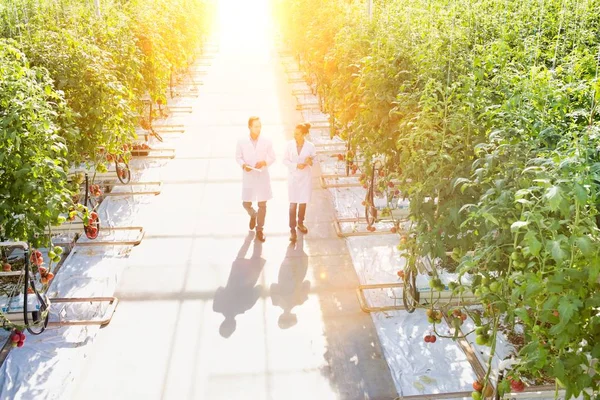 Kollegor Undersöker Tomatplantor Växthus — Stockfoto