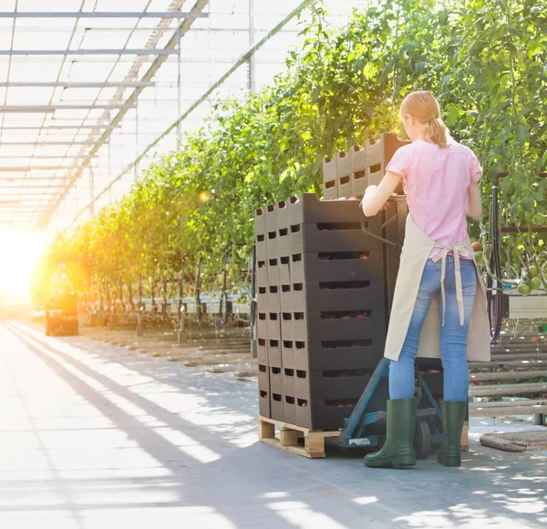 Vida Agricultor Invernadero Con Una Fuerte Lente Segundo Plano —  Fotos de Stock