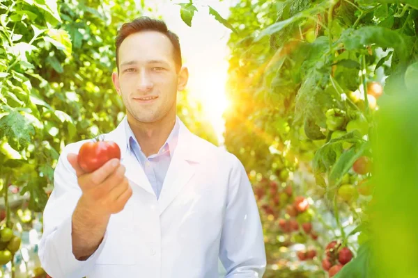 Vida Agricultor Invernadero Con Una Fuerte Lente Segundo Plano —  Fotos de Stock