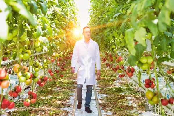 Bilim Adamı Durumda Laboratuar Önlüğünü Sera Bitki Ortasında Yürüyüş — Stok fotoğraf