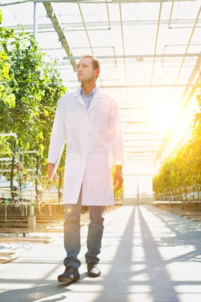 Scientifique Blouse Laboratoire Marchant Milieu Des Plantes Serre — Photo