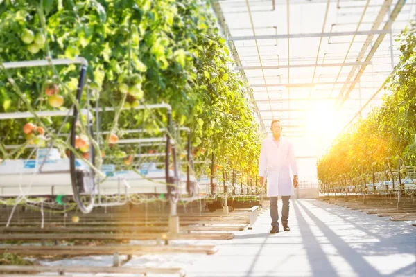 Life Farmer Greenhouse Strong Lens Flare Background - Stock-foto