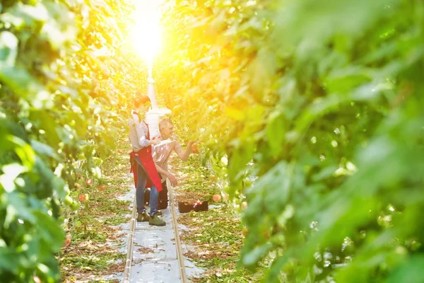 Arka Planda Güçlü Lensleri Olan Serada Yaşayan Bir Çiftçinin Hayatı — Stok fotoğraf