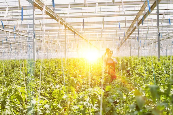 背景に強いレンズフレアを持つ温室内の農家の生活 — ストック写真