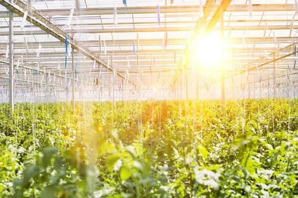 Photo Tomatoes Growing Greenhouse — Stock Photo, Image