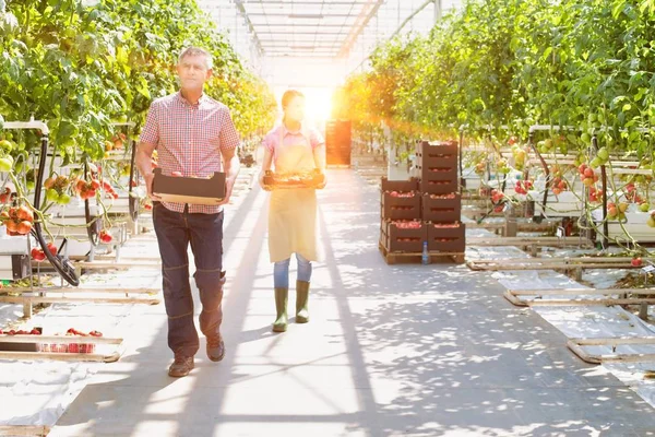 Life Farmer Greenhouse Strong Lens Flare Background — Stock Photo, Image