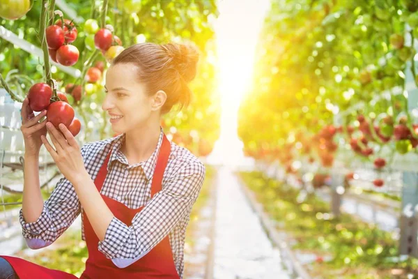 Giovane Agricoltore Attraente Raccogliere Pomodori Serra Con Lente Gialla Bagliore — Foto Stock