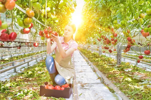 Młody Atrakcyjny Rolnik Zbierający Pomidory Szklarni Żółtym Obiektywem Tle — Zdjęcie stockowe