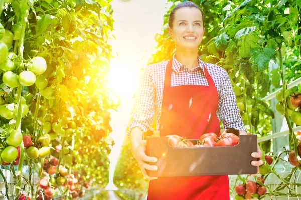 Giovane Agricoltore Attraente Che Trasporta Pomodori Cassa Con Lente Gialla — Foto Stock