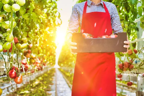 Young Attractive Farmer Carrying Tomatoes Crate Yellow Lens Flare Background — Stock Photo, Image