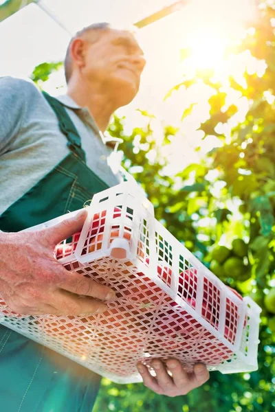 Leven Van Een Boer Kas Met Sterke Lens Achtergrond — Stockfoto