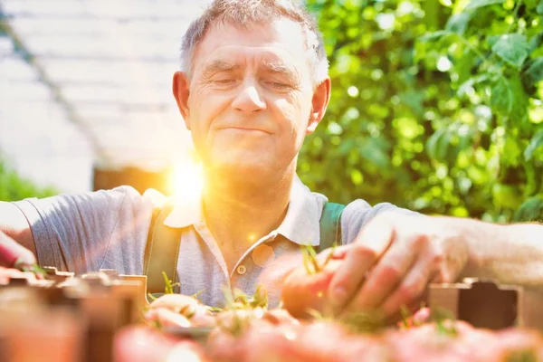 Life Farmer Greenhouse Strong Lens Flare Background — Stock Photo, Image