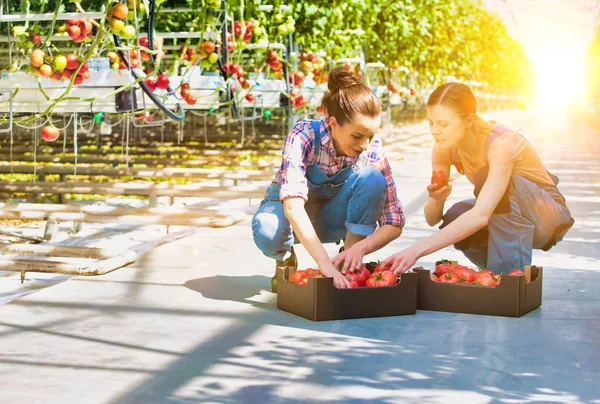 Life Farmer Greenhouse Strong Lens Flare Background — Stock Photo, Image