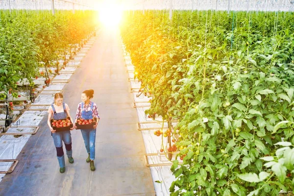 Life Farmer Greenhouse Strong Lens Flare Background — Stock Photo, Image