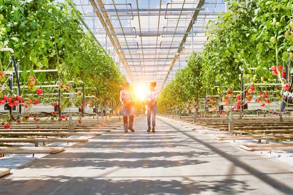 Life Farmer Greenhouse Strong Lens Flare Background — Stock Photo, Image