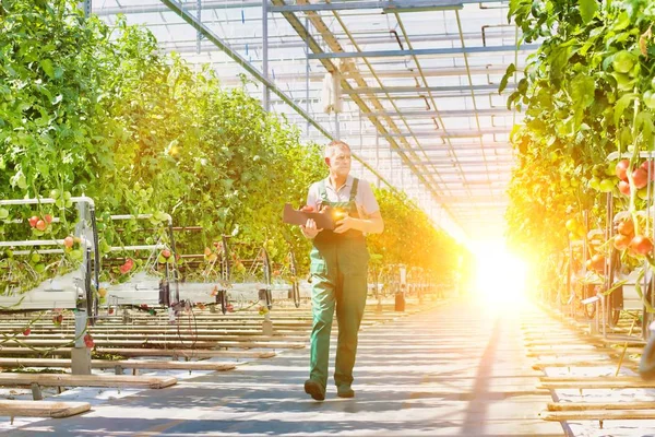 背景に強いレンズフレアを持つ温室内の農家の生活 — ストック写真