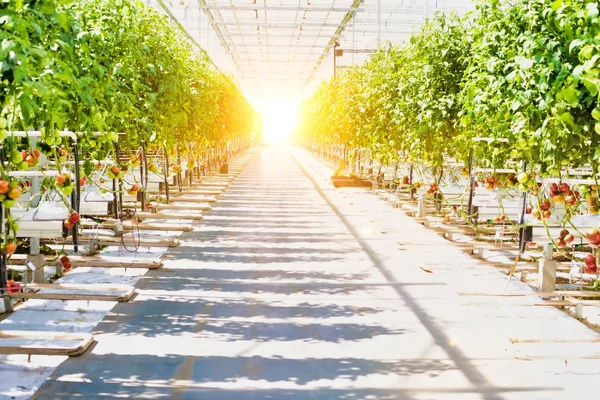 Vida Agricultor Invernadero Con Una Fuerte Lente Segundo Plano — Foto de Stock