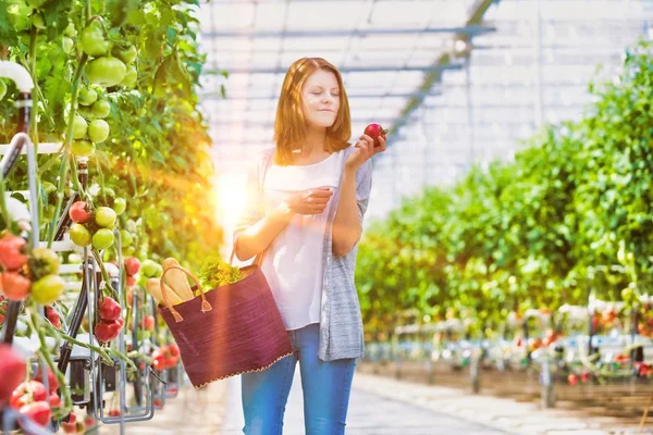 Life Farmer Greenhouse Strong Lens Flare Background — Stock Photo, Image