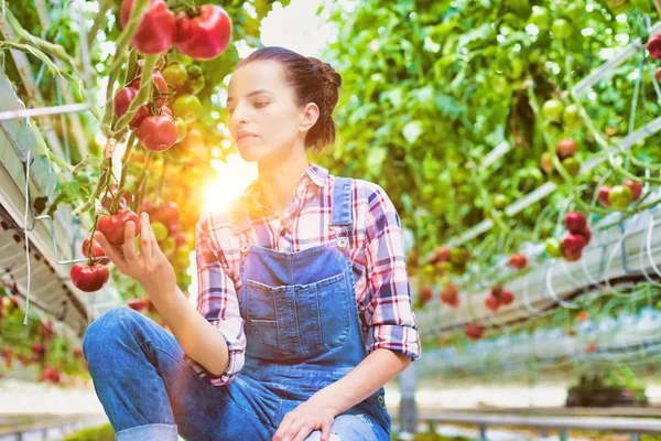 Jóvenes Agricultores Atractivos Que Recogen Tomates Invernadero Con Harina Lentes —  Fotos de Stock