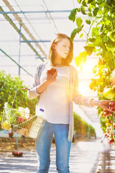 Life Farmer Greenhouse Strong Lens Flare Background — Stock Photo, Image
