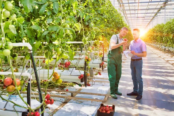 Starszy Rolnik Pokazujący Pomidory Podczas Gdy Nadzorca Pisze Raport Szklarni — Zdjęcie stockowe
