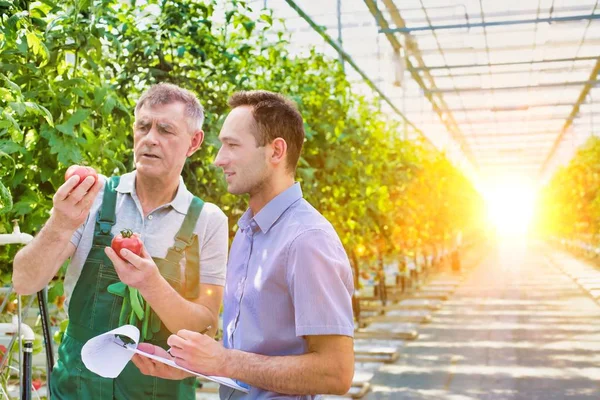 Agricultor Sênior Mostrando Tomates Enquanto Supervisor Está Escrevendo Relatório Estufa — Fotografia de Stock