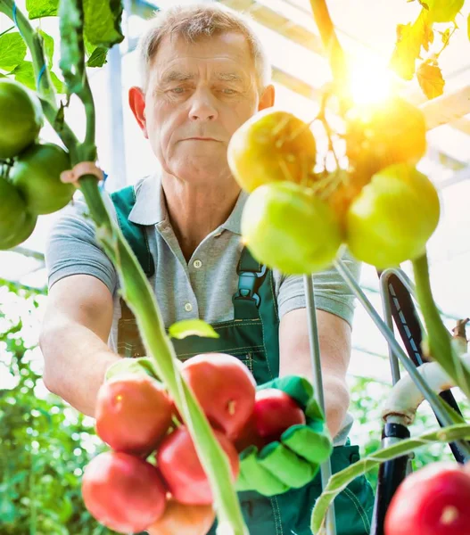 Das Leben Eines Bauern Gewächshaus Mit Starkem Linsenschlag Hintergrund — Stockfoto