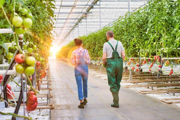 Agricoltore Anziano Che Trasporta Pomodori Casseruola Con Giovane Supervisore Attraente — Foto Stock