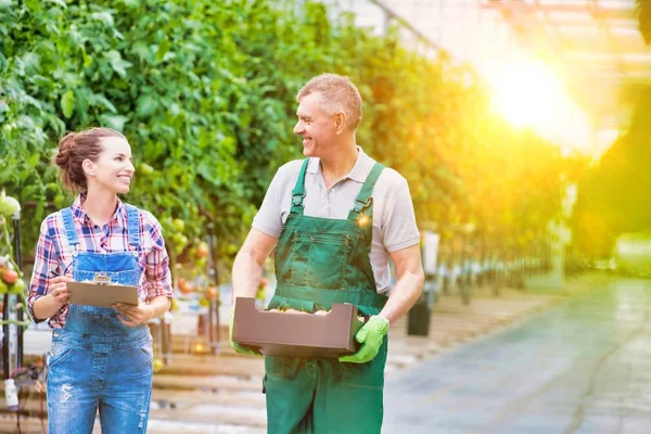 Senior Farmer Carrying Tomatoes Crate Young Attractive Supervisor Greenhouse — Stock Photo, Image