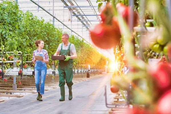 Fermier Principal Transportant Des Tomates Caisse Avec Jeune Superviseur Attirant — Photo