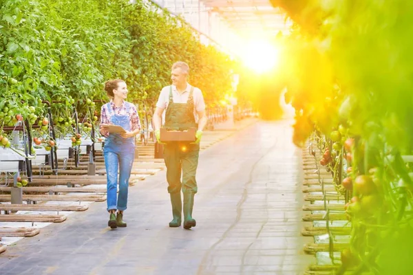 Senior Farmer Carrying Tomatoes Crate Young Attractive Supervisor Greenhouse — Stock Photo, Image