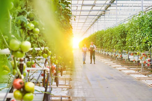 Granjeros Alto Nivel Que Transportan Tomates Jaula Con Joven Atractivo — Foto de Stock