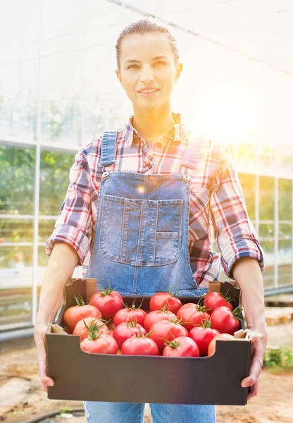 Vida Agricultor Estufa Com Forte Brilho Lente Segundo Plano — Fotografia de Stock