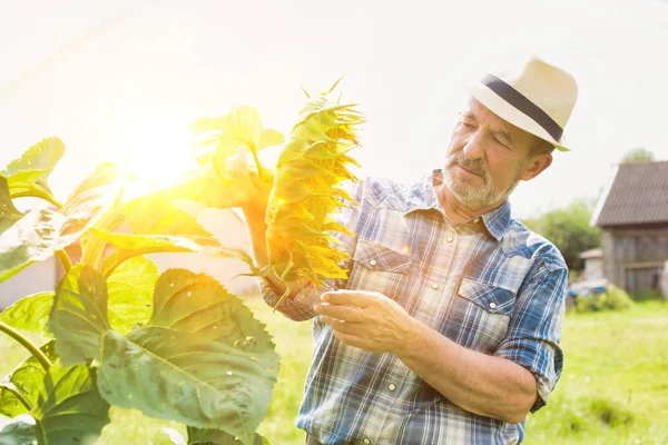 Fermier Âgé Souriant Regardant Une Plante Tournesol Poussant Champ — Photo