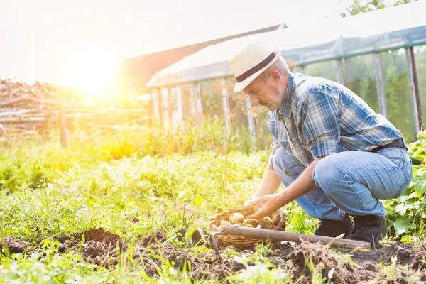 Landbouwer Die Aardappelen Oogst Het Bedrijf — Stockfoto